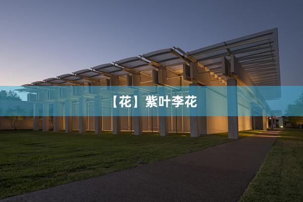 【花】紫叶李花